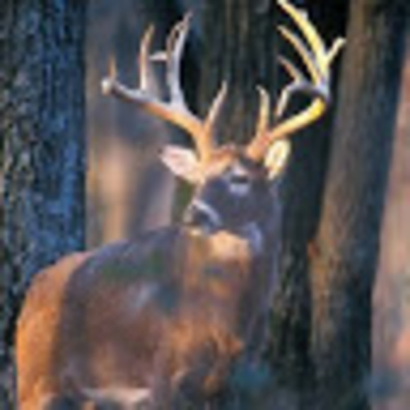 Meet your Posher, Elise - Picture 1 of 1